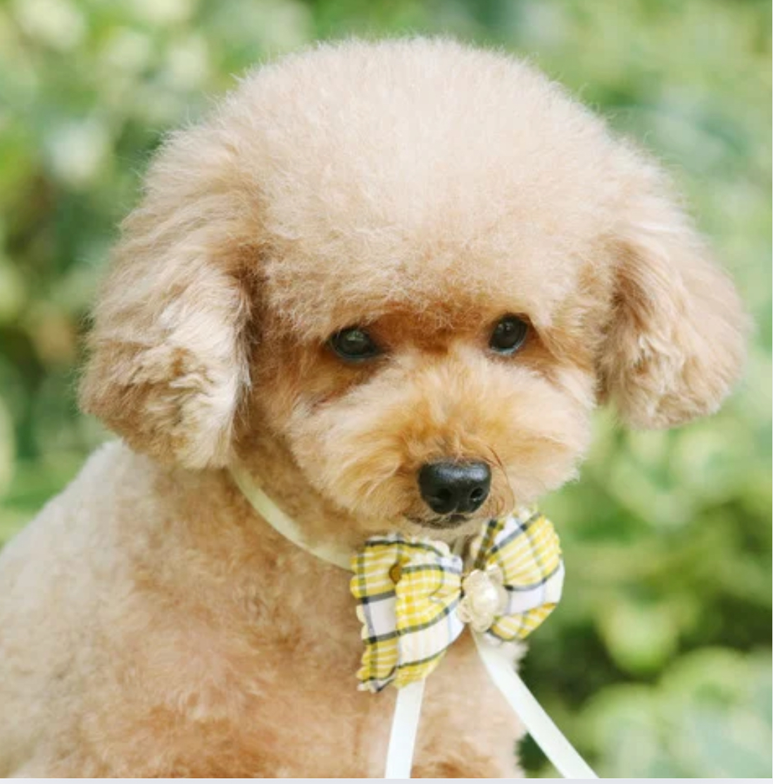 定期的なグルーミングを終えた小型犬