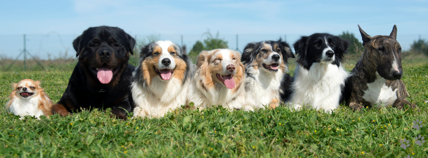 芝生の上でさまざまな犬が落ち着いて並ぶ様子